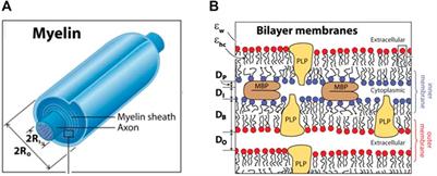 Overview of myelin, major myelin lipids, and myelin-associated proteins